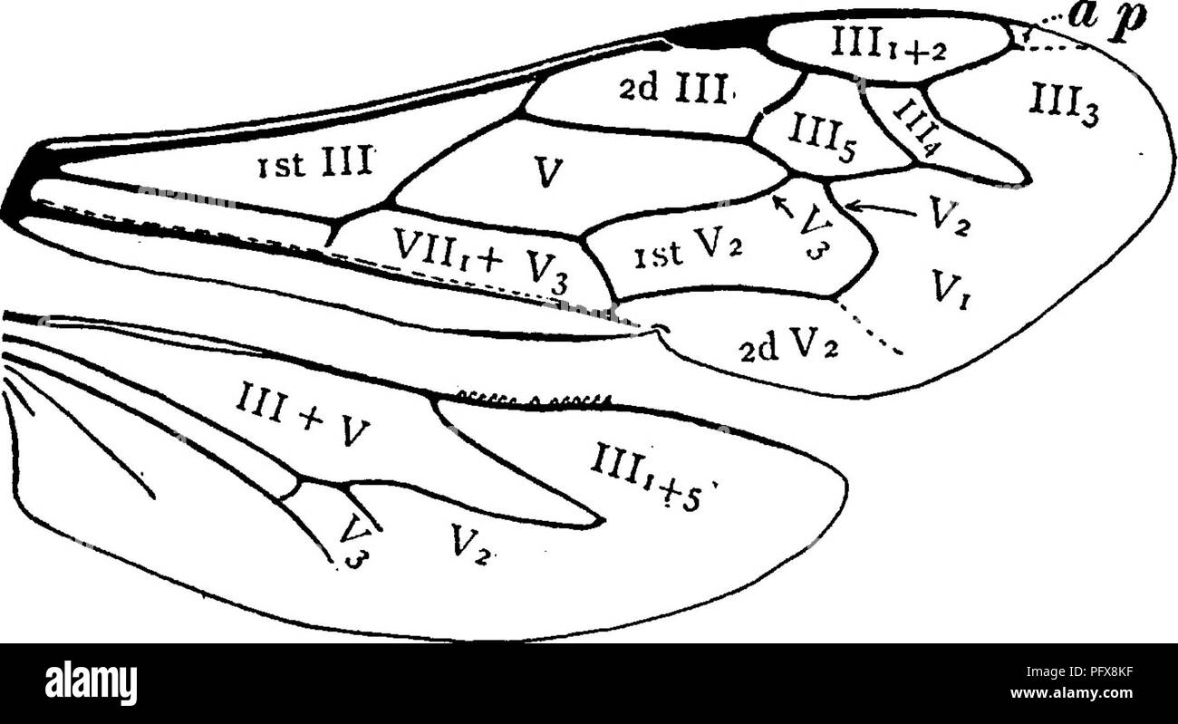 . A manual for the study of insects. Insects. H YMEN OP TERA. 607 tip of vein IIIi separates from the costa and coalesces with the tip of vein III3 at some distance from the costa. The space thus formed between the united tips of veins IIIi and III3 and the costa is termed the appendicidate cell (Fig. 736, ap).. Fig. 736.—Wings of Larra with the cells numbered: «/, appendiculate cell. The cells marked ;;/, m, m, in Figure 735, are termed the marginal cells ; and those marked S7n, sm, sm, sm, xh.^ sttbinarginal cells. The following table for determining the families of the Hymen- optera has bee Stock Photo