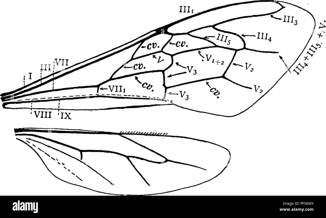 . A manual for the study of insects. Insects. 6oo THE STUDY OF INSECTS