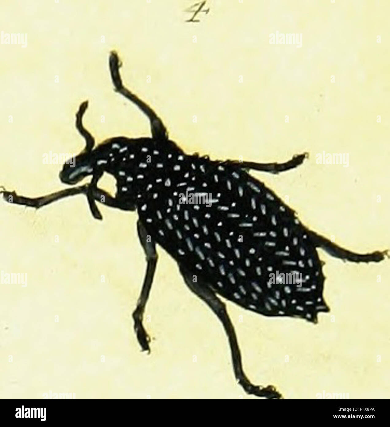 This image from the 'Natural History of the Insects of China' showcases ...
