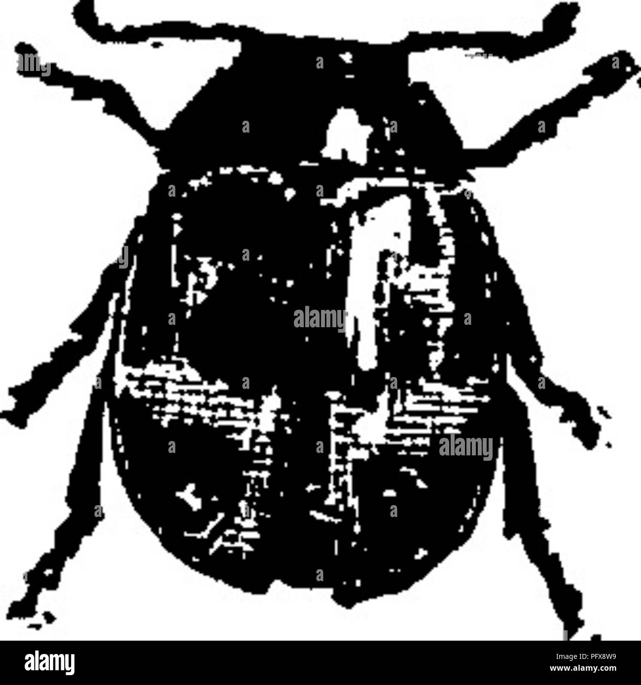 . A manual for the study of insects. Insects. Fig. 702.. Fig, 70:. Please note that these images are extracted from scanned page images that may have been digitally enhanced for readability - coloration and appearance of these illustrations may not perfectly resemble the original work.. Comstock, John Henry, 1849-1931; Comstock, Anna Botsford, 1854-1930. joint author. Ithaca, N. Y. , Comstock Pub. Co. Stock Photo