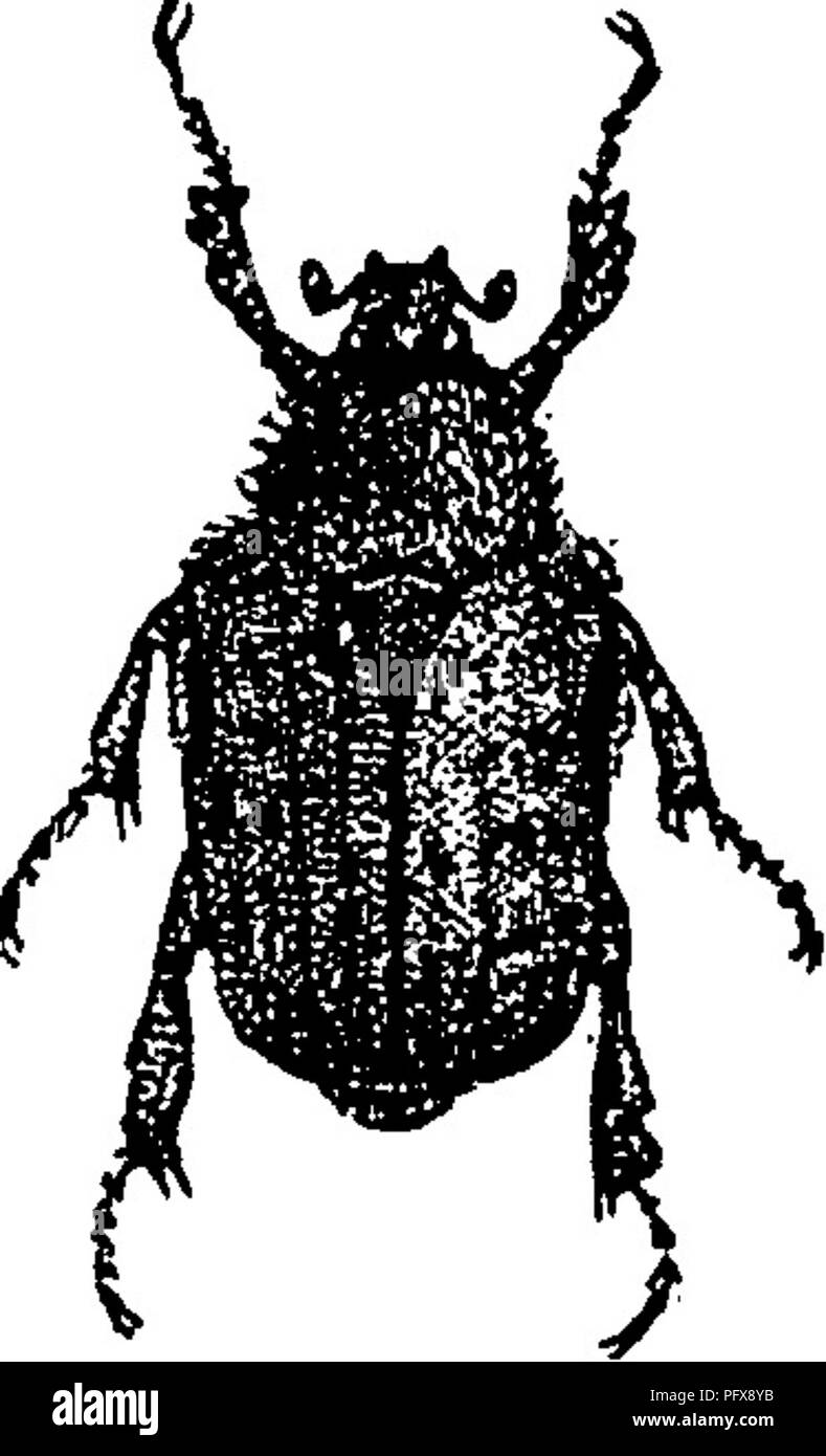 . A manual for the study of insects. Insects. The Hermit Flower-beetle, Osrnoderma ereniicola (Os-mo- der'ma er-e-mic^o-la).—This is one of the larger of our Flower-beetles (Fig. 684). It is of a deep mahogany-brown color, nearly smooth, and highly polished. It is sup- posed that the larva lives on decaying wood in forest-trees. The Rough Flower-beetle, Osmoderma scabra (O. sca^bra), is closely allied to the preceding. It is not quite as large, meas- uring; about one inch in length. It is purplish black, and the wing-covers are roughened with irregular, coarsely-punc- tured striae. It is noctu Stock Photo
