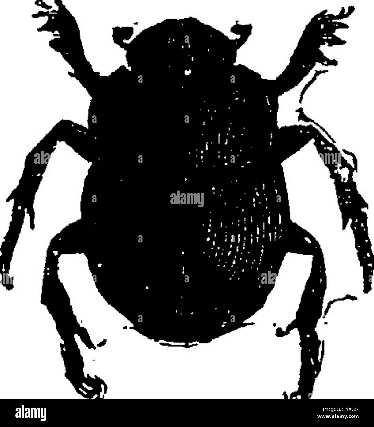 . A manual for the study of insects. Insects. 55^ THE STUDY OF INSECTS. viduals of this species were thought to be males, and a race of males symbolized a race of warriors. This latter super- stition w^as carried over to Rome, and the Roman soldiers wore images of the Sacred Beetle set in rings. Our common tumble-bugs are distributed among three genera : Cantkon, Copris, and Phanceiis. In the genus Can- thon (Can^thon) the middle and posterior tibiae are slender, and scarcely enlarged at the extremity. CantJwn Icevis (C. laeVis) is our most common species (Fig. 675). In Copris (Co^pris) and Ph Stock Photo