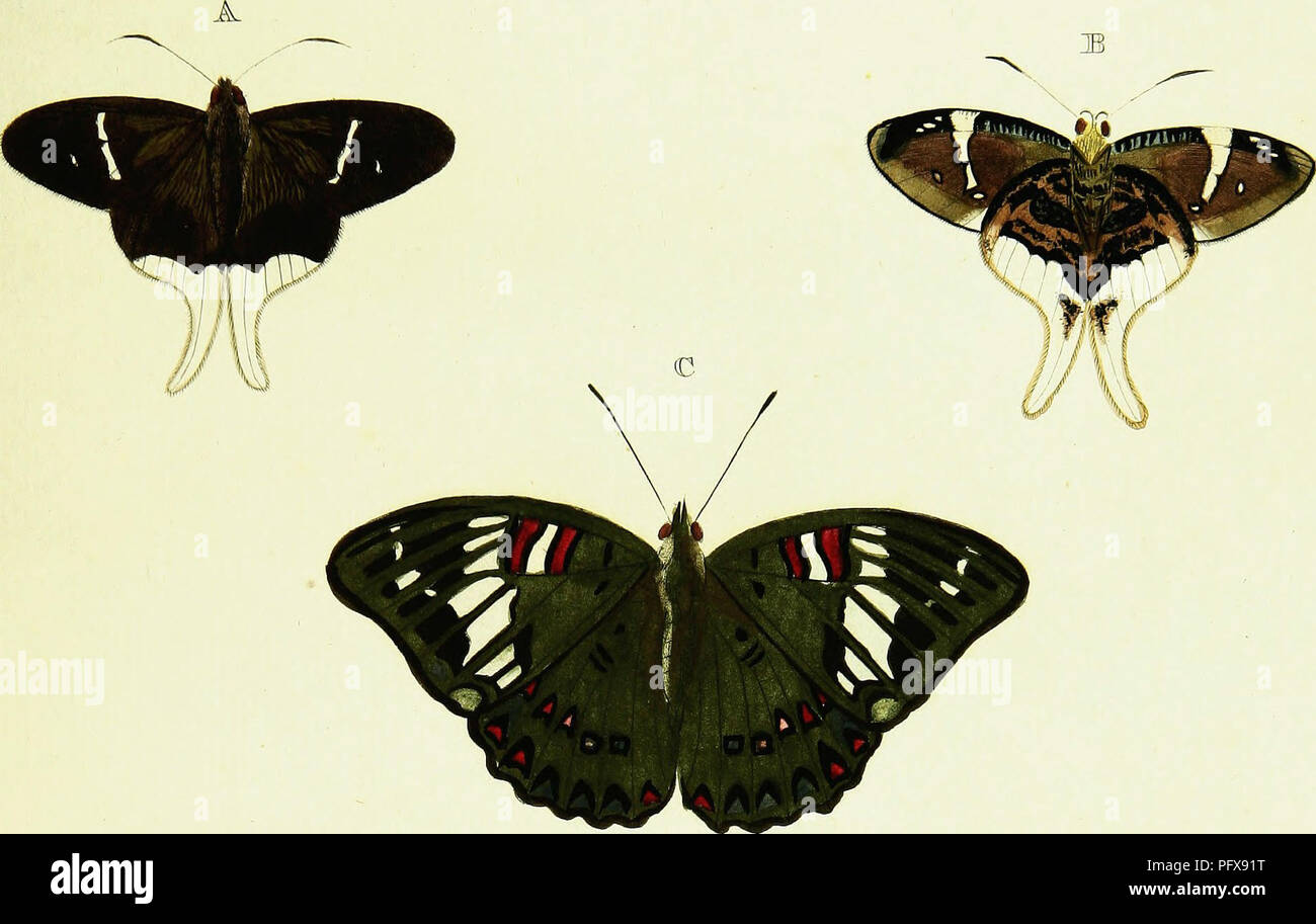 . De uitlandsche kapellen voorkomende in de drie waereld-deelen, Asia, Africa en America. Lepidoptera; Lepidoptera; Lepidoptera; Lepidoptera. jPX. cly.. Please note that these images are extracted from scanned page images that may have been digitally enhanced for readability - coloration and appearance of these illustrations may not perfectly resemble the original work.. Cramer, Pieter, -1780; Stoll, Caspar. Amsteldam, Chez S. J. Baalde; Stock Photo