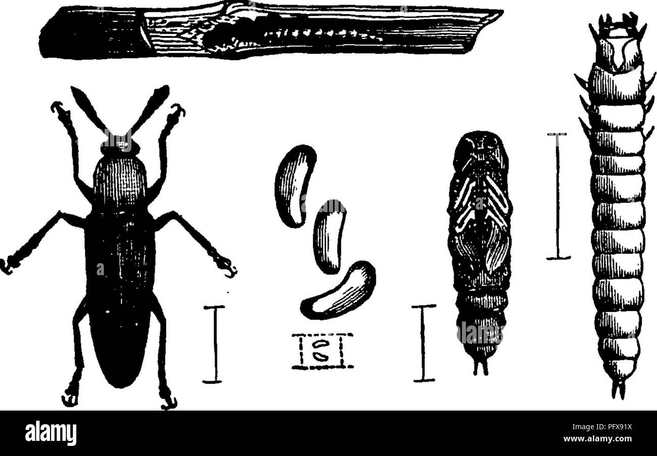 . A manual for the study of insects. Insects. COLEOPTERA. 537 Figure 646 represents Z. mozardi (L. mo-zar'di) greatly enlarged. This is a reddish species with dark-blue wing-. ^ Fig. 646. covers; the larva bores in the stalks of clover. The family COLYDIID^ (Col-y-di'i-dae) is composed of small insects which are usually of an elongate or cylindrical form, and are found under bark, in fungi, and m earth. Some of the species are known to be carnivorous, feeding on the larvae of wood-boring beetles. The tarsi are four- jointed ; the tibiae are not fitted for digging, and the first four abdominal  Stock Photo