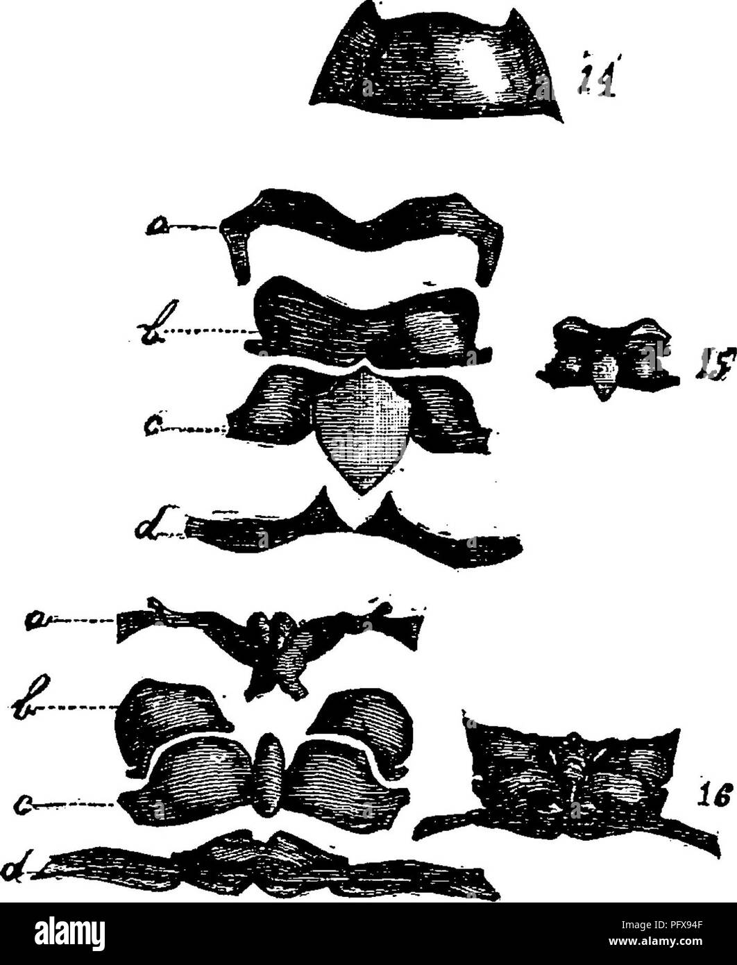 Notum Insect Segments of thorax Black and White Stock Photos & Images - Alamy