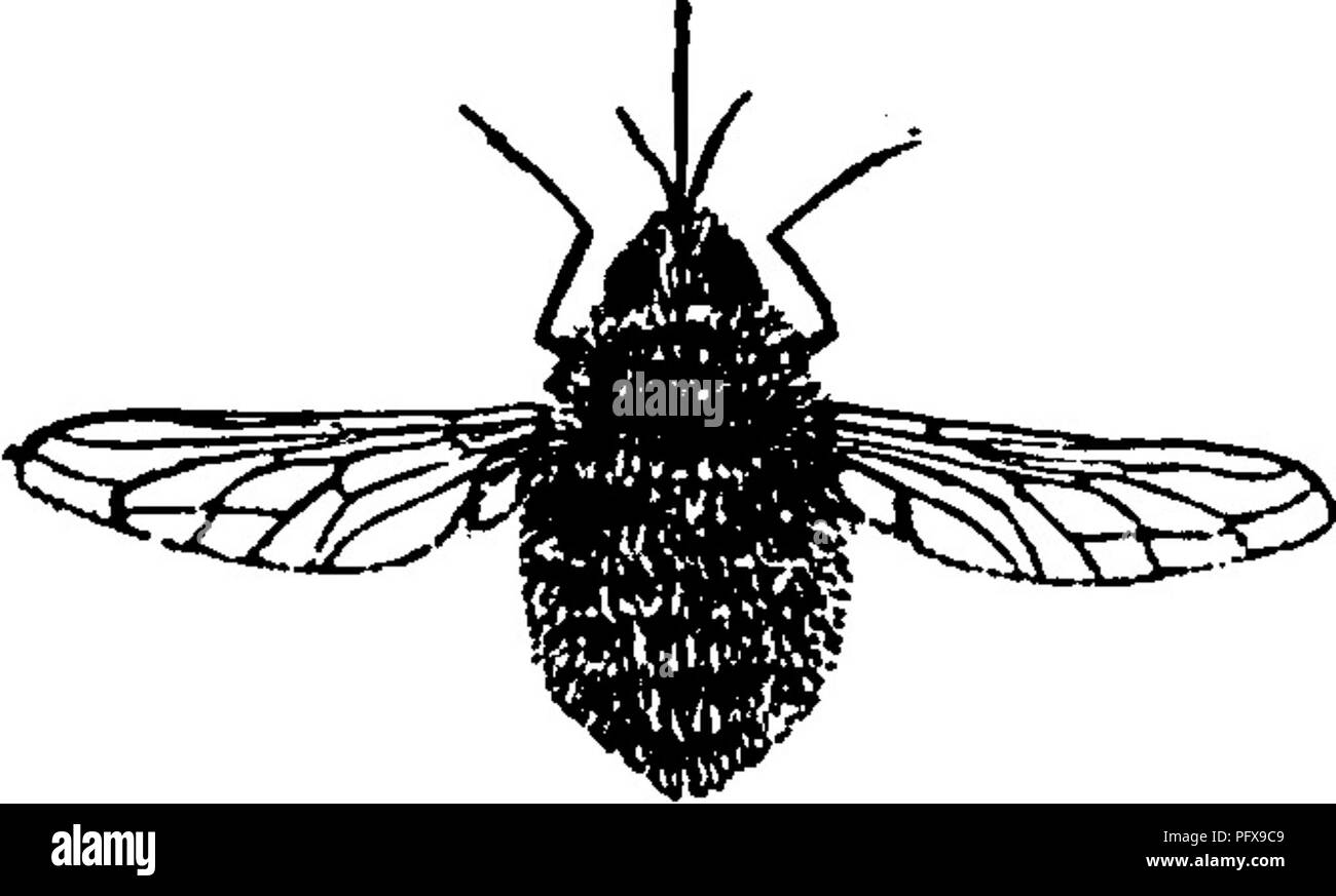 . A manual for the study of insects. Insects. DIPT ERA, 463 The head is not hollowed out between the eyes; the ocelli are present; the antennae are furnished with a short, simple style. Vein III is usually four-branched, but some- times it is only three-branched ; all of the branches of vein III end before the apex of the wing (Fig. 562); cell V3 is present, but closed by the coalescence of veins Vg and VII^ at the margin of the wing; and cell V^ is divided by a cross- vein. The empodia are wanting. Family BOMBYLIID^ (Bom-by-li'i-dae). The Bee-flies, These flies are mostly of medium size, some Stock Photo