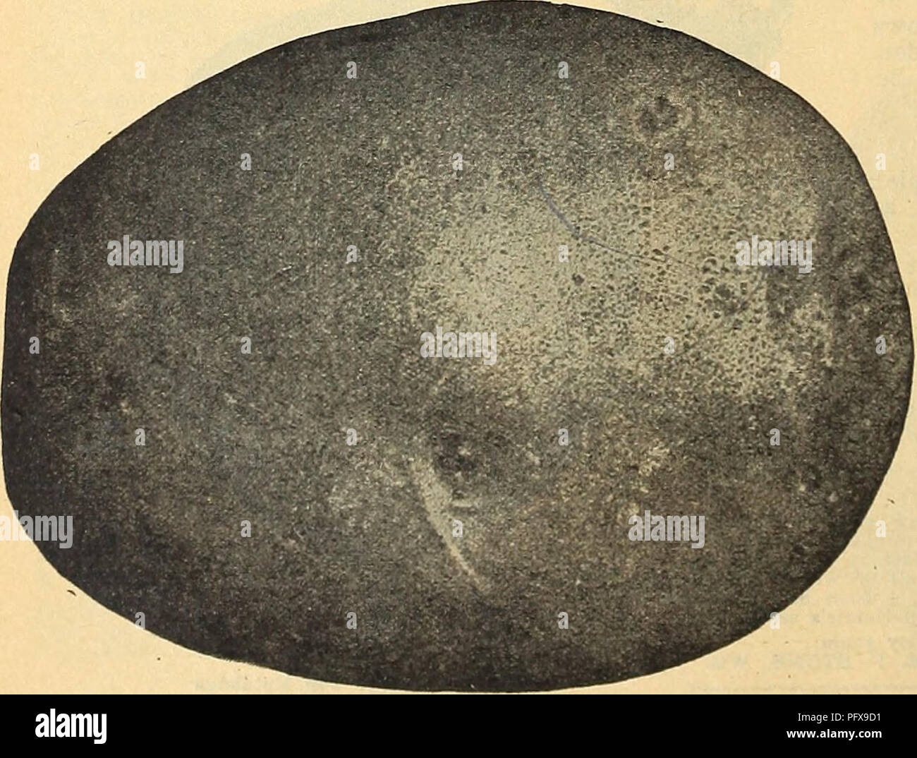 This gardening catalog from 1938 offers a range of certified seed