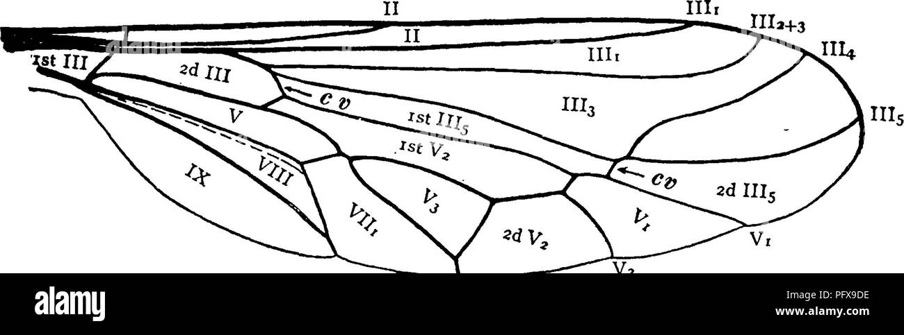 . A manual for the study of insects. Insects. DIPT ERA. 459 eyes are contiguous in both sexes. The antennae are two- or three-jointed, and are furnished with a style or bristle in some genera, in others not. The venation of the wings varies greatly in the different genera. We are unable, there- fore, to point out distinctive features drawn from these organs. The figure given (Fig. 554) represents a single genus rather than the family.. VIIj+IX Vj + VIII Fig. 554.—Wing of Eulonchus. The flies are generally slow and feeble in their move- ments. In some species that feed upon flowers the pro- bos Stock Photo