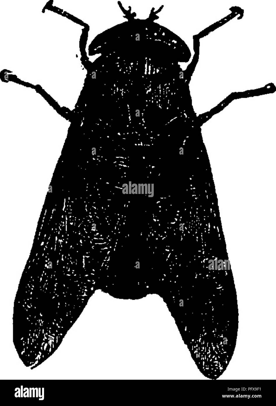 This manual offers a detailed guide to the study of *Diptera*, the order of insects that includes flies. The work includes diagrams and descriptions of the anatomy and behaviors of various species within this group, aiming to educate entomologists and students of insect biology. Stock Photo