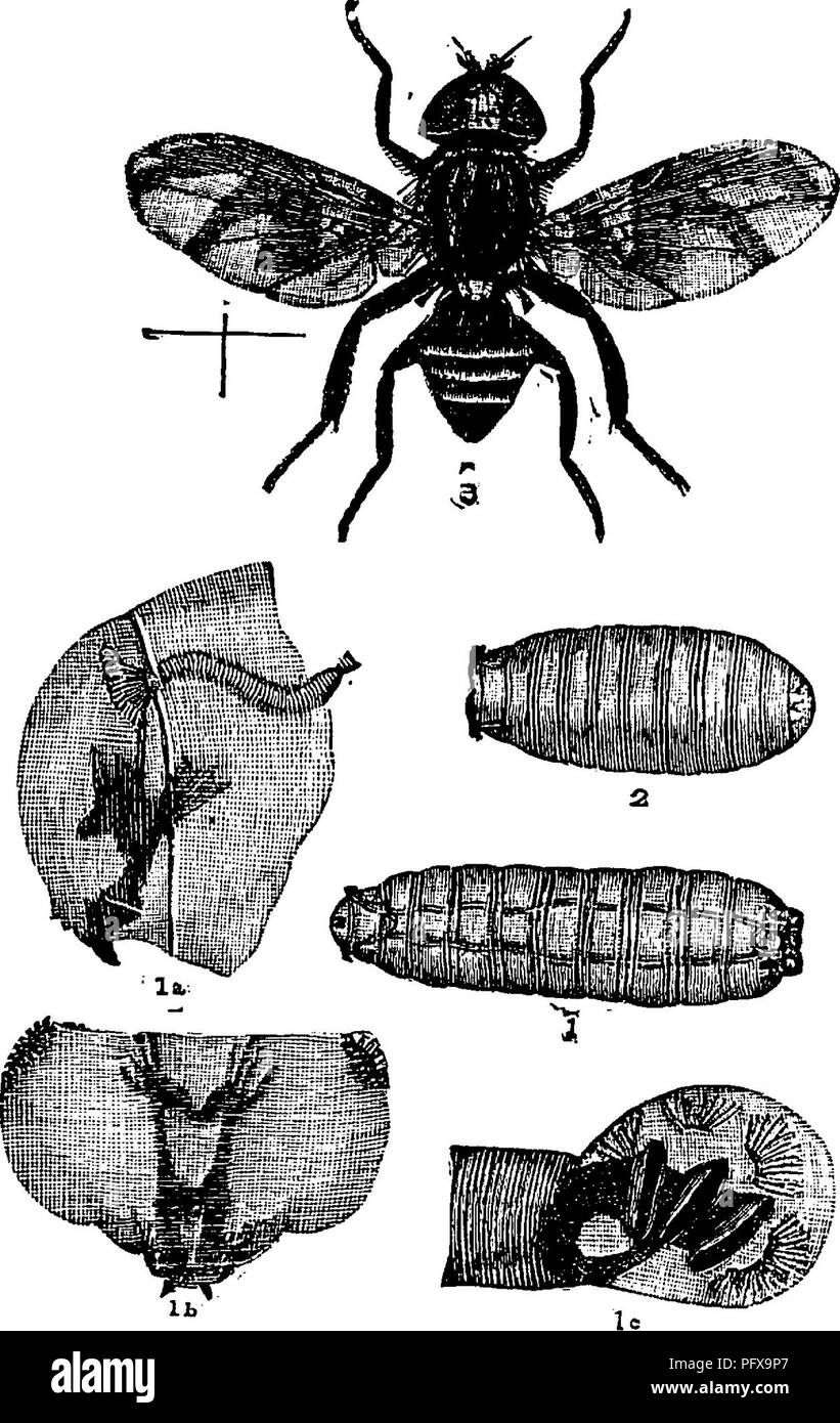 . A manual for the study of insects. Insects. DIPT ERA. 415 larval skin. A few are enclosed in cocoons. When the pupa state is passed within the last larval skin the body of the pupa separates from the larval skin more or less com- pletely; but the larval skin is not broken till the adult fly is ready to emerge. In this case the larval skin, which serves as a cocoon, is termed a pupariuin (pu-paVi-um). In some families the puparium retains the form of the larva ; in others the body of the larva shortens, assuming a more or less barrel-shaped form (Fig. 483, 2), before the change to a pupa take Stock Photo