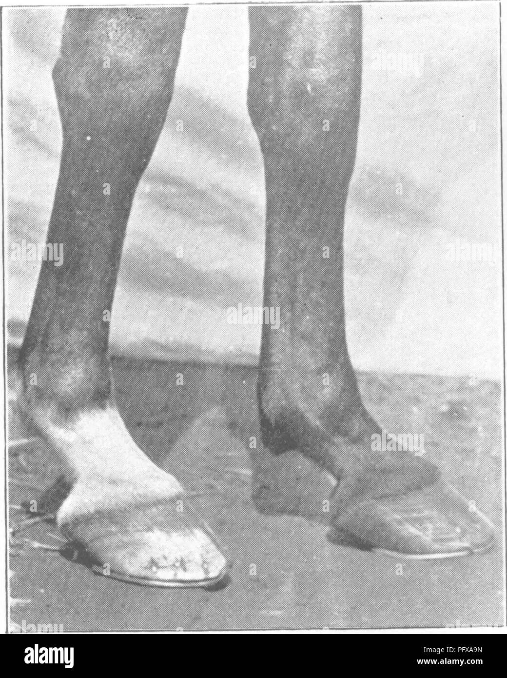. Points of the horse; a treatise on the conformation, movements, breeds and evolution of the horse. Horses. M. H. H. Fici. 296.—Good Fore Legs of Common Horse. M. H. H Fig. 297.—TiEu-iN below Knee AND LARGE FeTLOCKS. Please note that these images are extracted from scanned page images that may have been digitally enhanced for readability - coloration and appearance of these illustrations may not perfectly resemble the original work.. Hayes, M. Horace (Matthew Horace), 1842-1904. London, W. Thacker &amp; co Stock Photo