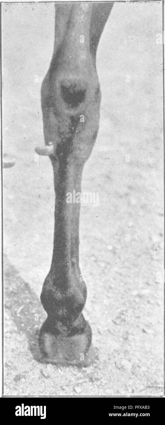 Long horse face Black and White Stock Photos & Images Alamy