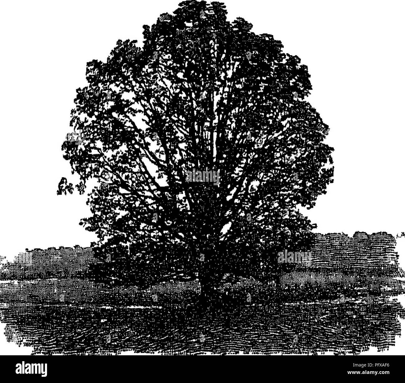 . Report upon the forestry investigations of the U. S. Department of agriculture. 1877-1898. Forests and forestry. RATE OF GROWTH. 275. '4,«;aiaSg^i Fig 37 —Oak tree grown in the open sometimes as many as 10 to 13, years before they appear to grow at all, their energy all going into root growth. Then comes a period of more and more accelerated growth, which reaches its maximum rate at 25 or 30 years; and when the cotton wood or aspen has reached the end of its growth in height the spruce or pine is still at its best rate, and continues to grow for a long time at that rate. In later life the ra Stock Photo