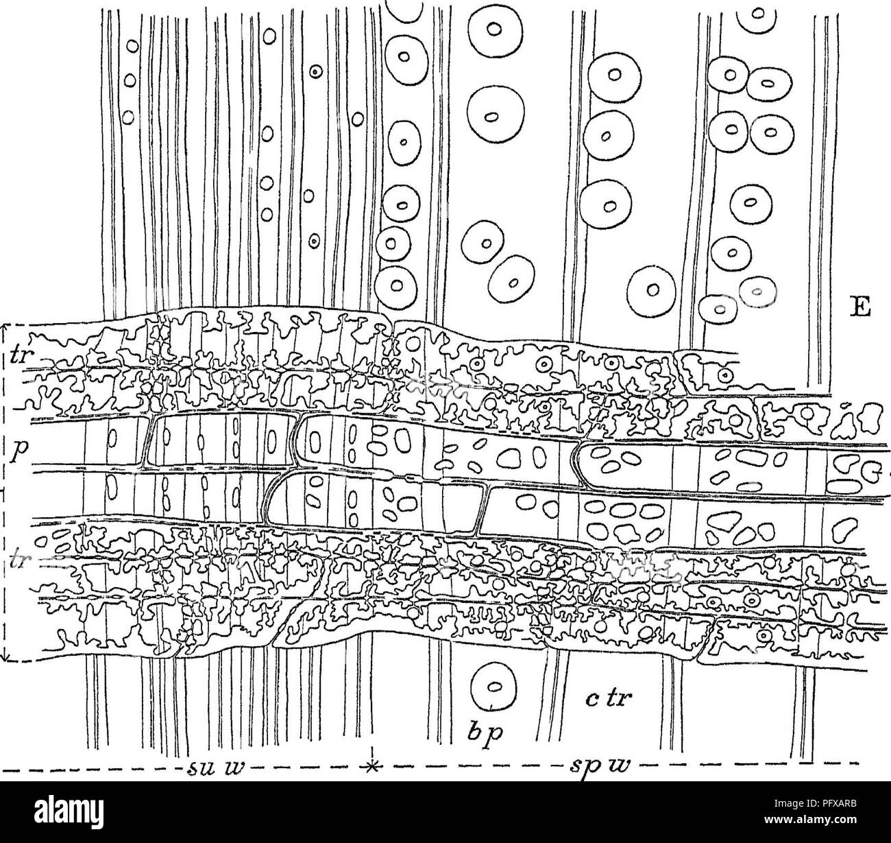 . Report upon the forestry investigations of the U. S. Department of agriculture. 1877-1898. Forests and forestry. 772 2* r^&gt; FiG-a mr-. SZQsp Typical Cross Sections of Pinus palustris and echinata, and Radial Sections of Pinus palustris and glabra A Pinus echinata Cross section of two rings sp w sprmgwood su w summer wood ^„ , B , x1 .. ., ,, I Pinls paiustris Cross section of a very narrow ring Of the two medullary rays one is cut through a iow of paienchyma the other thiough CaMTpiNmoLAMA8 Radial sections mr medullary rays tr tracheids of the medullary rays p parenchyma of the same, * p Stock Photo