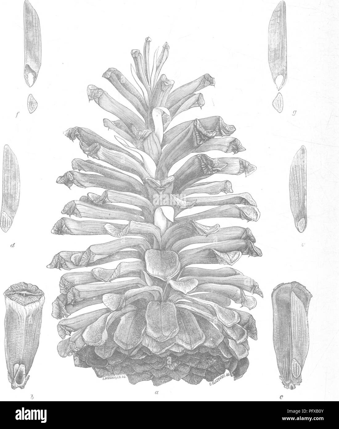 . Report upon the forestry investigations of the U. S. Department of agriculture. 1877-1898. Forests and forestry. H. Doc. 181. Plate XIII.. Longleaf Pine (Pinus palustris Mill.): Fruit. a, open cone, natural size; b, c, detached scales, dorsal and ventral; d, e, /, g, seeds with wing!,.. Please note that these images are extracted from scanned page images that may have been digitally enhanced for readability - coloration and appearance of these illustrations may not perfectly resemble the original work.. Fernow, B. E. (Bernhard Eduard), 1851-1923; United States. Forest Service. Washington, Go Stock Photo
