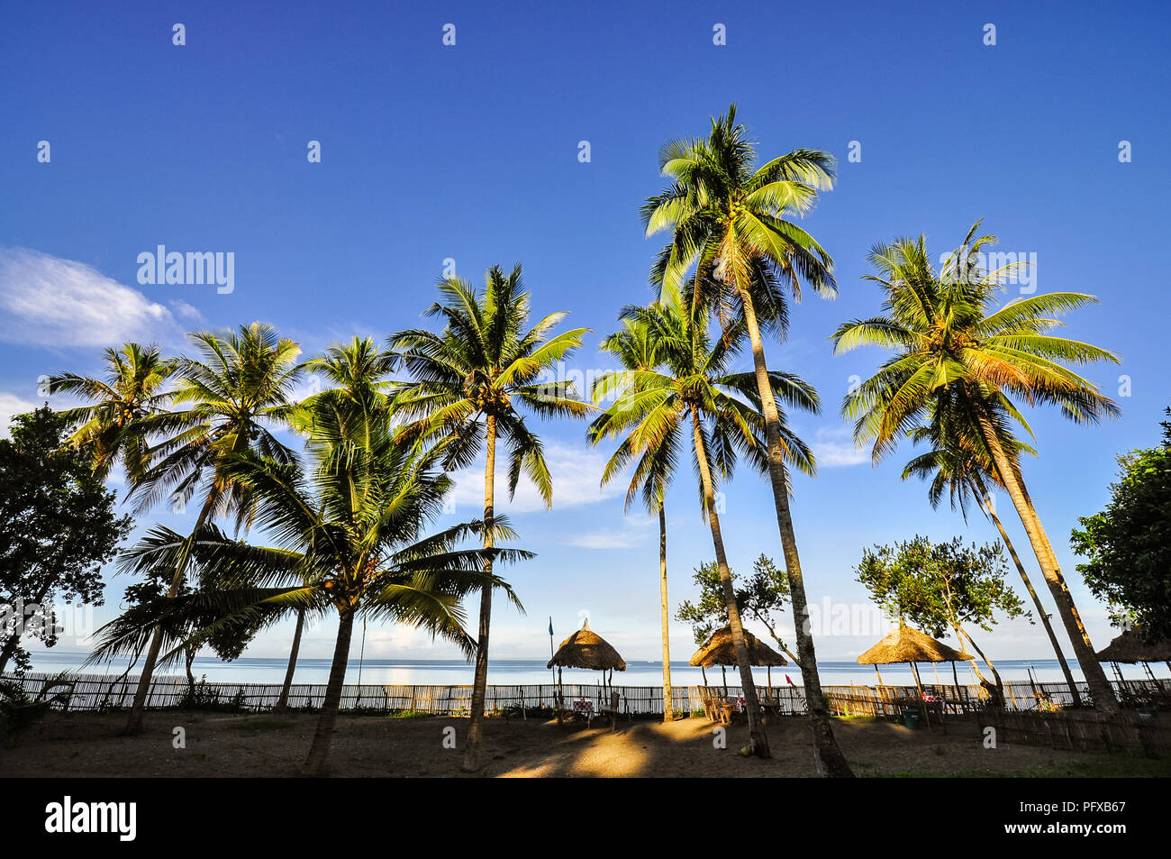 Coconut Trees on Beach Resort - Donsol, Sorsogon, Philippines Stock Photo