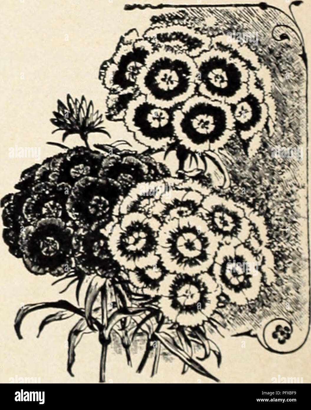. Currie's garden annual. Flowers Seeds Catalogs; Bulbs (Plants) Seeds Catalogs; Vegetables Seeds Catalogs; Nurseries (Horticulture) Catalogs; Plants, Ornamental Catalogs; Gardening Equipment and supplies Catalogs. STATICE (Sea Lovender) LATIFOLIA —Tufts of leathery leaves, large heads of purplish- blue flowers. Plants, 25e; dox., $2.50; seeds, Pkt., 10c. DUMOSA—Densely packed cush- ions of silvery gray flowers, thickly covered with blossoms. 2 ft. Pkt., 25e. STOKESIA (Cornflower or Stoke's Aster) IS&quot; to 24&quot; high. Hondsome Cen- taurea-like lavender blossoms, each measurino from 4&quo Stock Photo