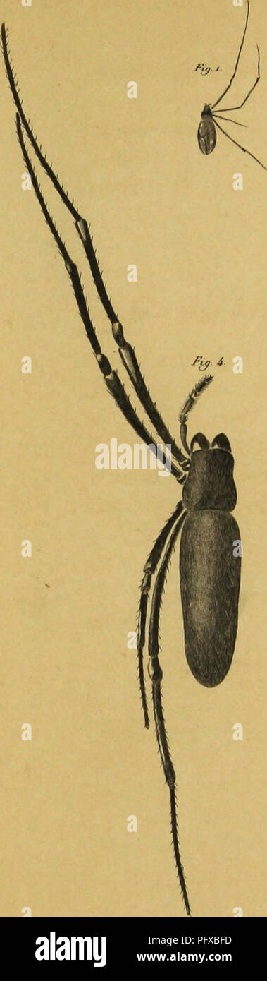 . Bijdrage tot de kennis der arachniden van den Indischen archipel. Arachnida. 3tf. Please note that these images are extracted from scanned page images that may have been digitally enhanced for readability - coloration and appearance of these illustrations may not perfectly resemble the original work.. Doleschall, C. Ludwig, -1859. Batavia Stock Photo