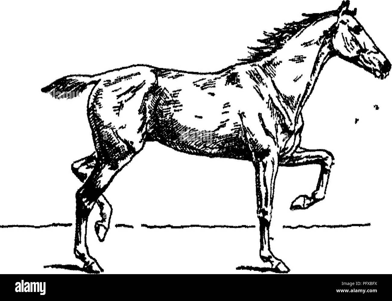 . Points of the horse; a treatise on the conformation, movements, breeds and evolution of the horse. Horses. Fig. 70—Beginning of Right Support.. Fig. 71.—Middle of Right Support.. Please note that these images are extracted from scanned page images that may have been digitally enhanced for readability - coloration and appearance of these illustrations may not perfectly resemble the original work.. Hayes, M. Horace (Matthew Horace), 1842-1904. London, W. Thacker &amp; co Stock Photo