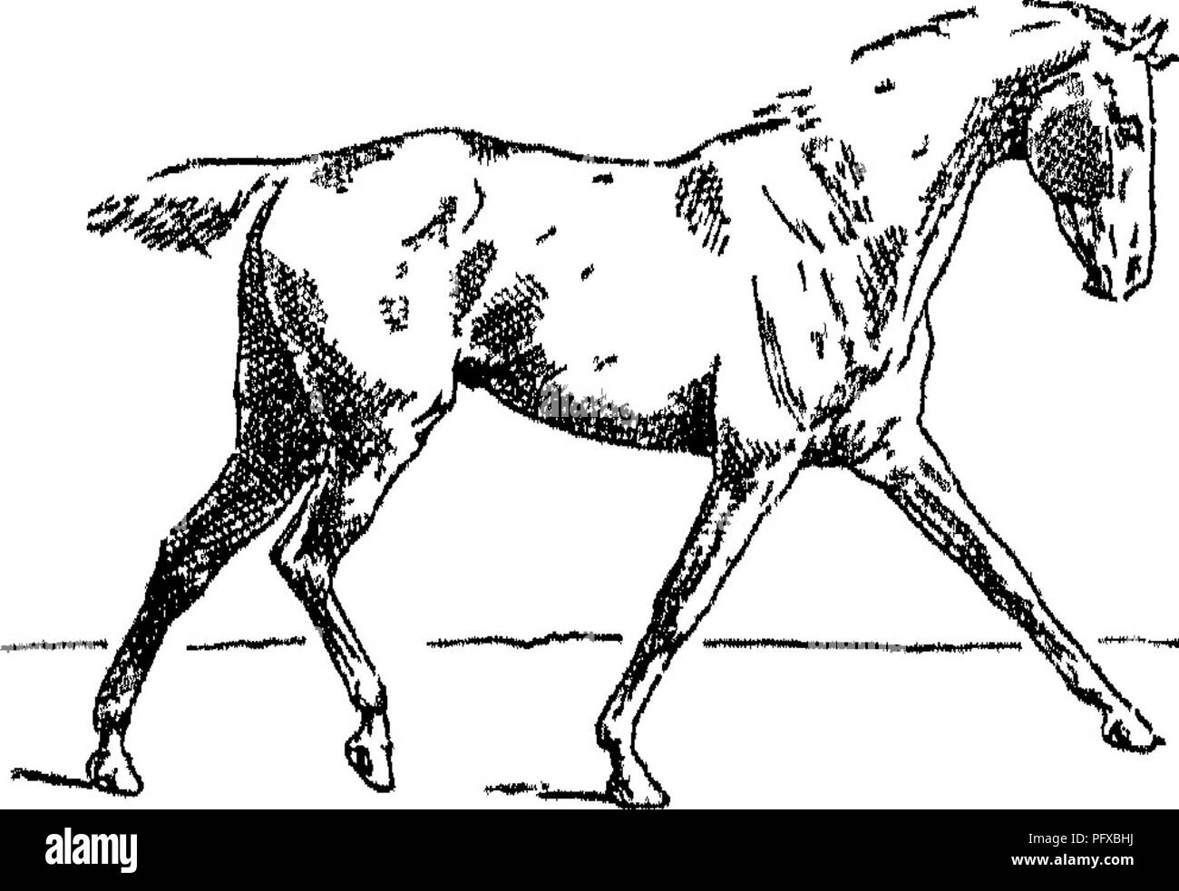 . Points of the horse; a treatise on the conformation, movements, breeds and evolution of the horse. Horses. Fig. 57.--BEGINNING OF Right Fig. 58.—End of Right Dt AGONAL. Diagonal. Ordinary Trot. fatiguing to the rider, especially if he bumps up and down d la militaire. Consequently, we find that men who are accustomed to go long distances on horseback, as in the Colonies, almost always combine the canter and walk instead of adopting the trot. Although rising in the stirrups will make this pace much more easy for the rider, it will not benefit the animal to the extent one might imagine; for, s Stock Photo