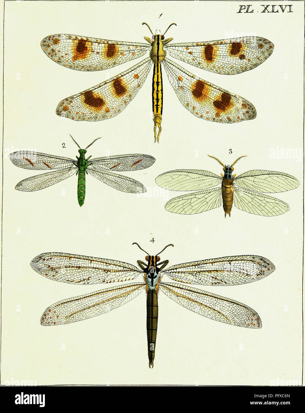 Genus Insect Characteristic This work presents over 240 illustrations of exotic insects, classified ...