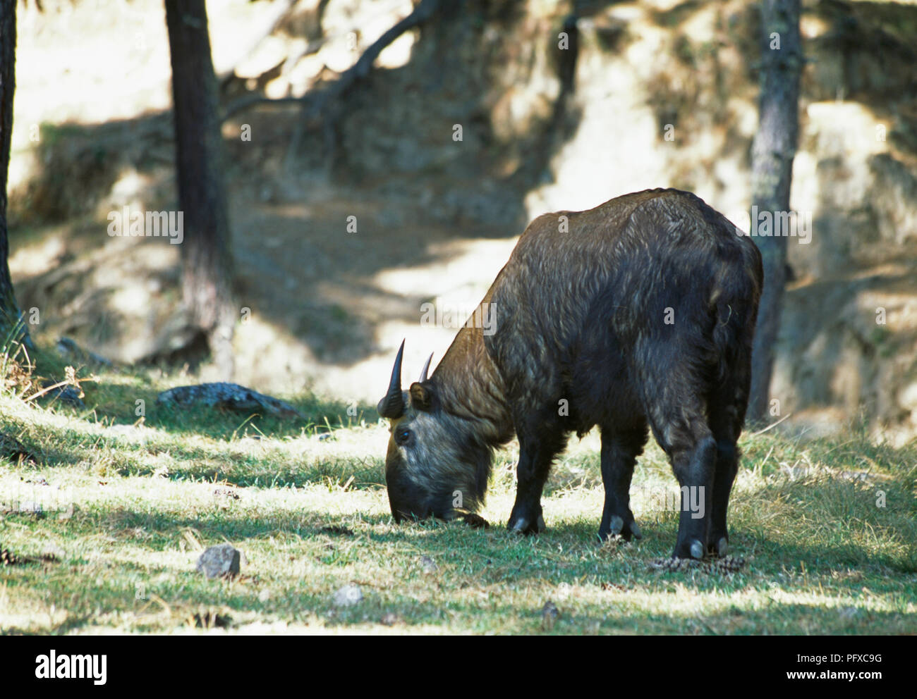 Bhutan national animal hi-res stock photography and images - Alamy Bhutan national animal hi-res stock photography and images - Alamy