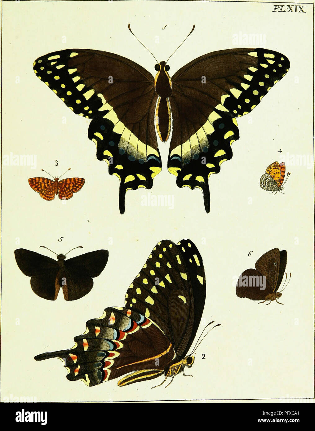 . Illustrations of natural history. Wherein are exhibited upwards of two hundred and forty figures of exotic insects, according to their differt genera ... With a particular description of each insect: interspersed with remarks and reflections on the nature and properties of many of them. Entomology. . Please note that these images are extracted from scanned page images that may have been digitally enhanced for readability - coloration and appearance of these illustrations may not perfectly resemble the original work.. Drury, Dru, 1725-1803. London, Printed for the author and sold by B. White Stock Photo