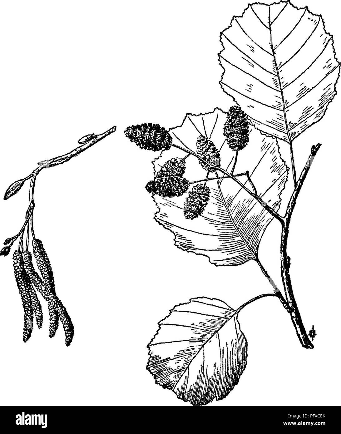 . The care of trees in lawn, street and park, with a list of trees and shrubs for decorative use. Trees; Trees. Alders and Shadbush 273. Fig. 95. — Black Alder. Alnus glutiriosa Gaertn. The native species, six in number, are mostly shrubs or shrub-like trees, useful for grouping on rocky sites and along watercourses, so far but little utilized; among them, A. rugosa K. Koch. (159) (ser- rulata); A. incana Willd. (160), with brown and white dotted branches; A. viridis D. C. (161), our commonest native shrubs; A. maritima Muhl. (162), with shining foliage and attractive by the development of mal Stock Photo