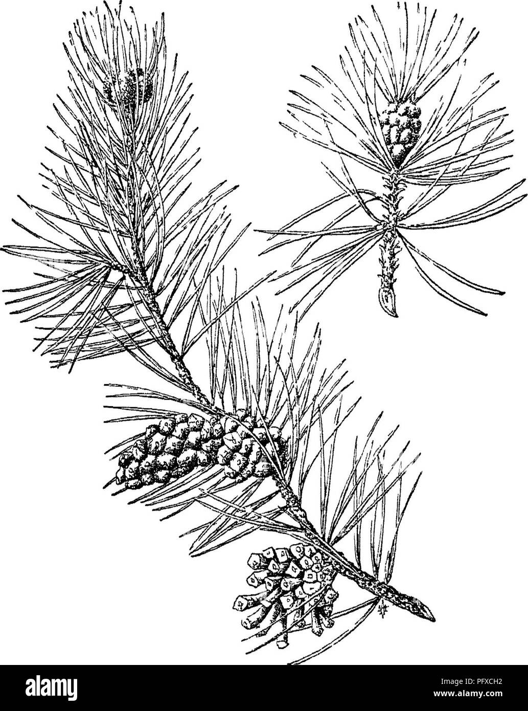 . The care of trees in lawn, street and park, with a list of trees and shrubs for decorative use. Trees; Trees. Spruces 241 pointed, four-sided needles set spirally around the branchlets (persist- ent five to seven years); the pendulous cones remaining entire when falling; they are densely foliaged and shade-enduring to a large degree. They are medium to fast growers, very symmetrical in youth, the crown. Fig. 78. — Dwarf Pine. Fmus Mughus Scop. generally rounding off in old age. They are shallow-rooted, and there- fore easily transplanted. Most of them aie adaptive to any soil on northern slo Stock Photo