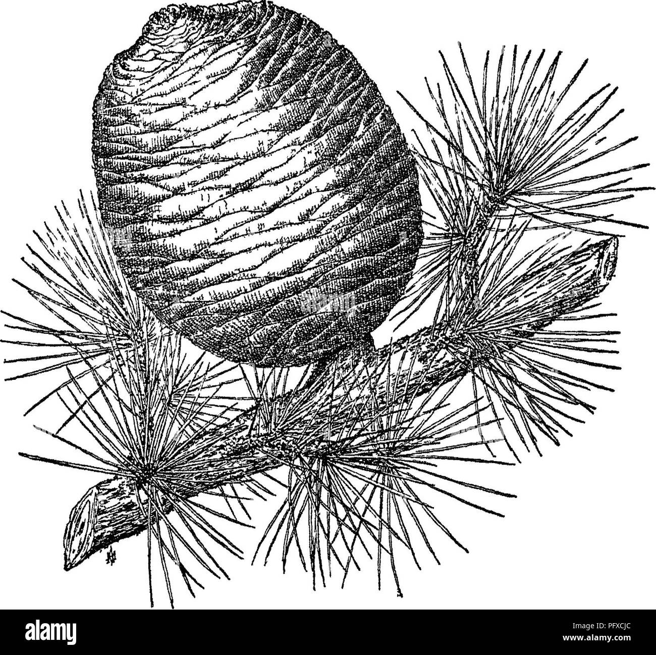 How to Draw a Pine Tree Step by Step  EasyLineDrawing