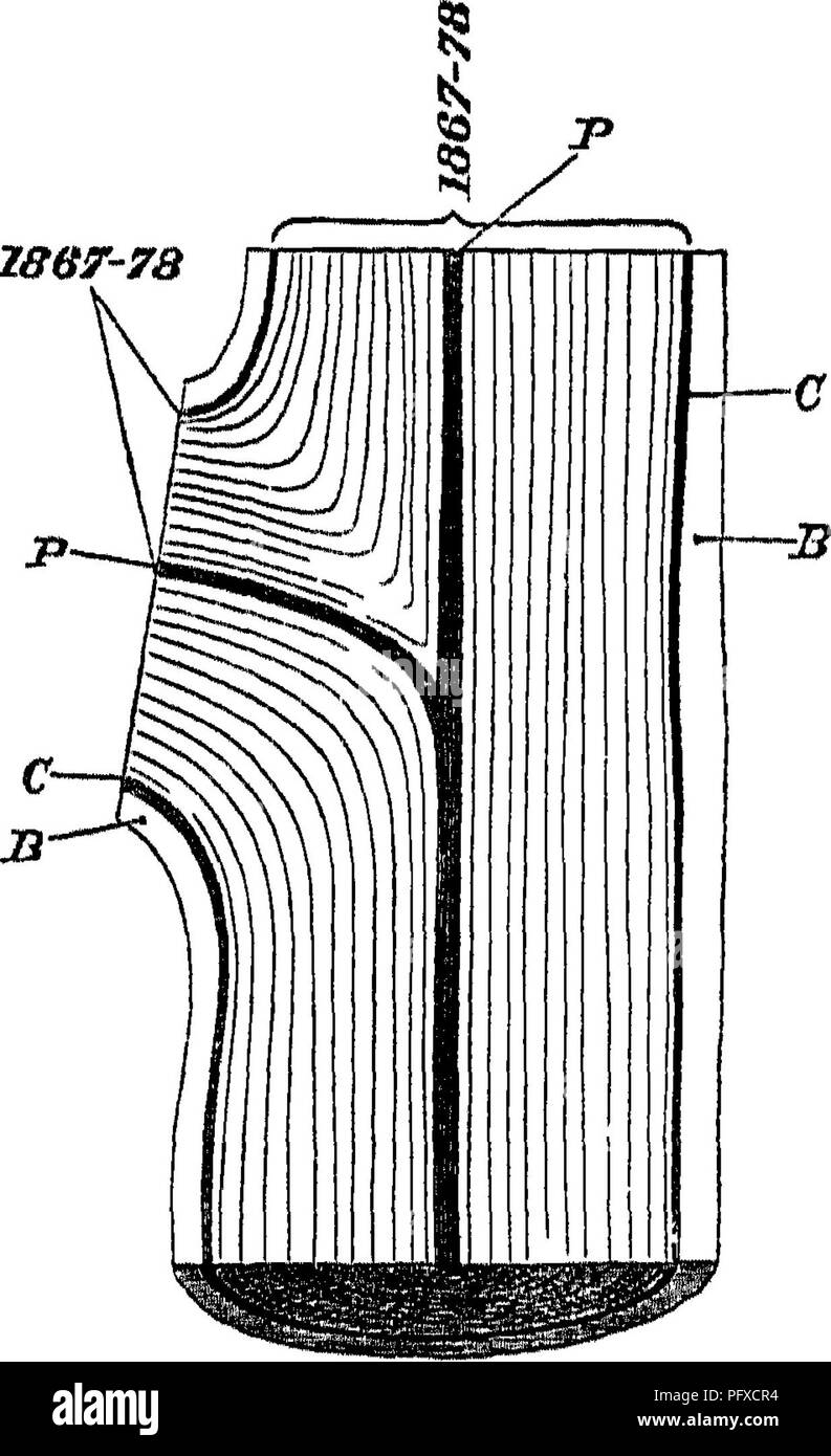 This work examines timber diseases and their effects on trees. It ...