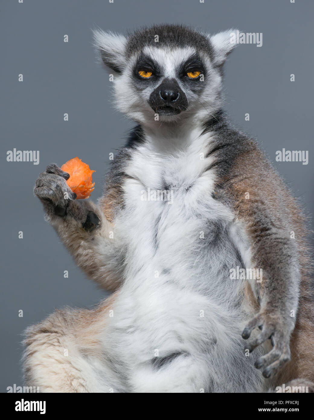 A Ring-tailed Lemur enjoys a carrot at Taronga Zoo in Sydney, Australia. Native to Madagascar, Ring-tailed Lemurs are endangered in the world. Stock Photo