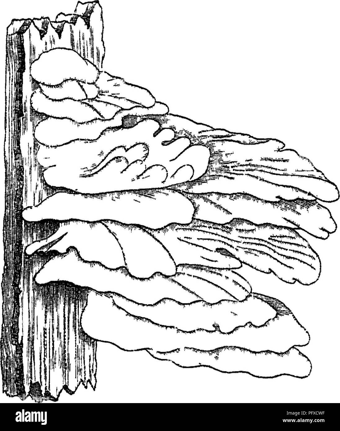 . Timber and some of its diseases. Timber; Trees. n] POLYPORUS SULPHUREUS. 165 One of the commonest of these is Polypoms sul- phureus (Fig. 17), which does great injury to all kinds of standing timber, especially the oak, poplar, willow, hazel, pear, larch, and others. It is probably well. â &quot;-^^ . ) Fig 17 âPolyporia suiphuri.Hi portion of tht fungii'!. sprmgiug from i piece of Lj.iT&gt; (ALftei Hartig ) known to most foresters, as its fructification projects horizontally from the diseased trunks as tiers of bracket-shaped bodies of a cheese-like consistency : bright yellow below, where  Stock Photo