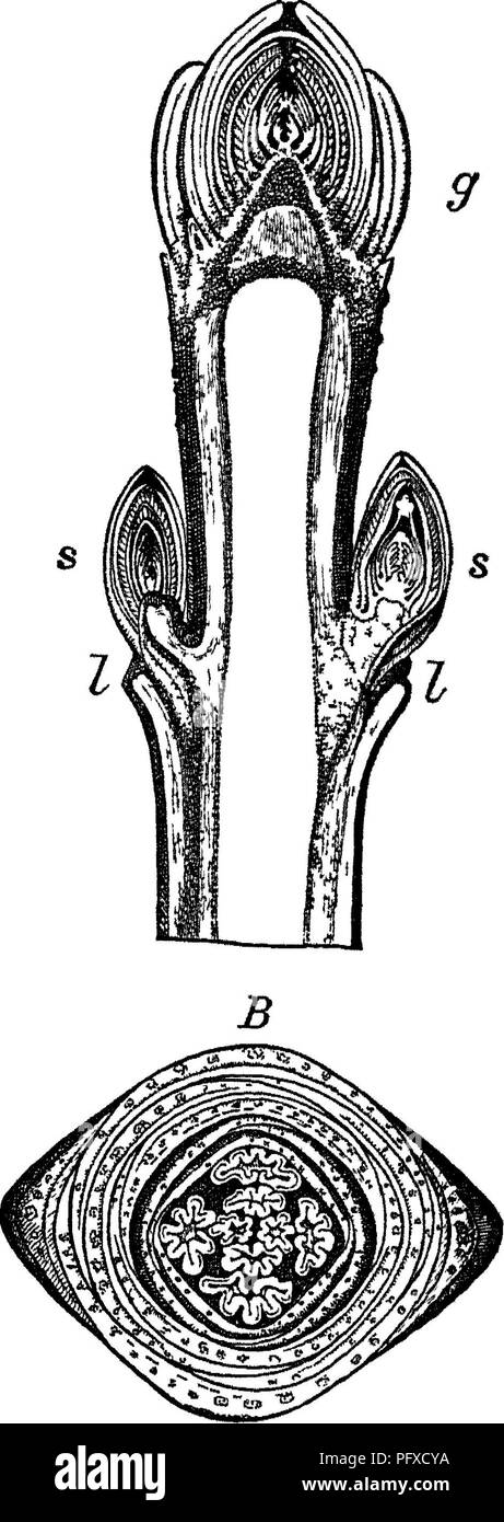 Tree Homunculus This guide provides practical advice on the care and maintenance of ...