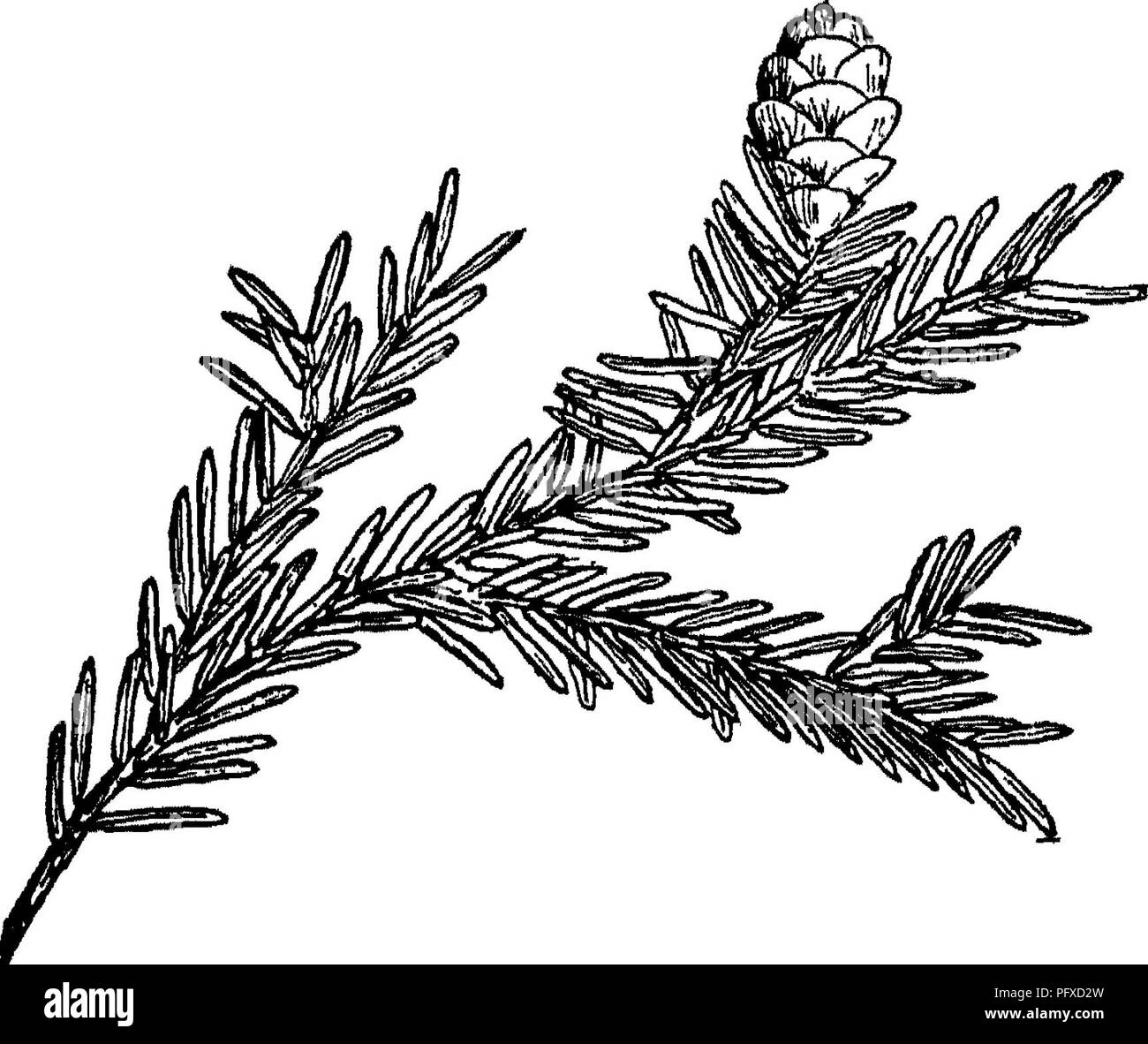 . The book of forestry. Forests and forestry. Fig. 13. Fig. 14* Fig. 13.—^Twig and stalked cone of Eastern hemlock. Fig. 14.—^Twig and sessile cone of Western hemlock. 193. Please note that these images are extracted from scanned page images that may have been digitally enhanced for readability - coloration and appearance of these illustrations may not perfectly resemble the original work.. Moon, Frederick Franklin, 1880-1929. New York [etc. ] D. Appleton and Company Stock Photo