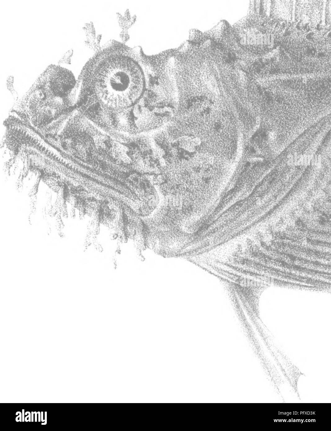 A History Of The Fishes Of Massachusetts Fishes K A Quot A R A A A Amp A Os Quot X Quot S A Otirel A Roirl