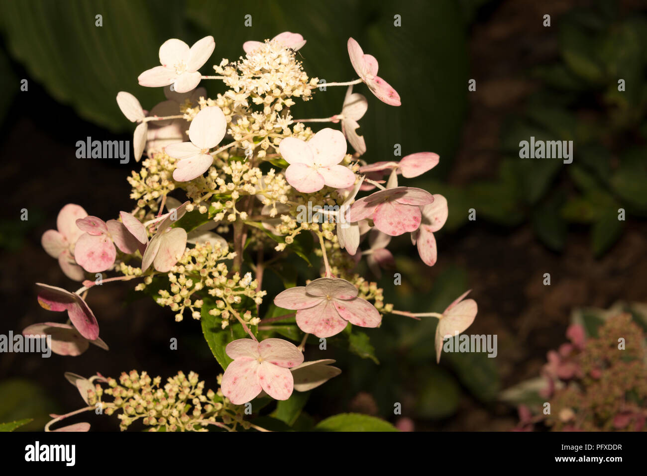 Wim’s Red Hydrangea (Hydrangea paniculata Stock Photo - Alamy