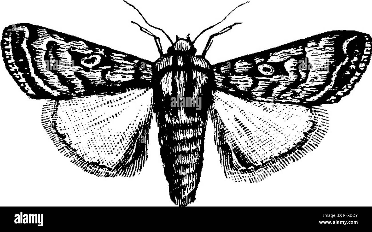 Insects injurious to fruits. Illustrated with four hundred and forty  wood-cuts. Insect pests. Fig. 340. also with its wings closed. It is of a  deep-brown color, with grayish, flesh-colored markings. The