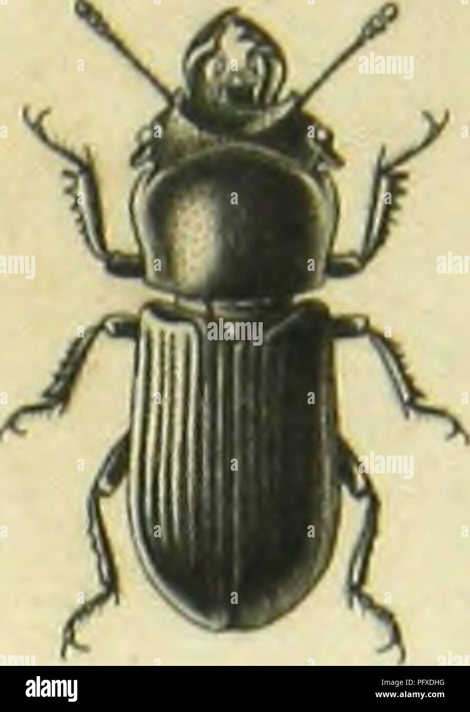 . Histoire naturelle des insectes : genera des coleopteres, ou expose methodique et critique de tous les genres proposes jusqu'ici dans cet ordre d'insects. Beetles. . Please note that these images are extracted from scanned page images that may have been digitally enhanced for readability - coloration and appearance of these illustrations may not perfectly resemble the original work.. Lacordaire, Theodore, 1801-1870; Chapuis, F. (Fe?licien), 1824-1879. Paris : Librairie Encyclopediaque de Roret Stock Photo