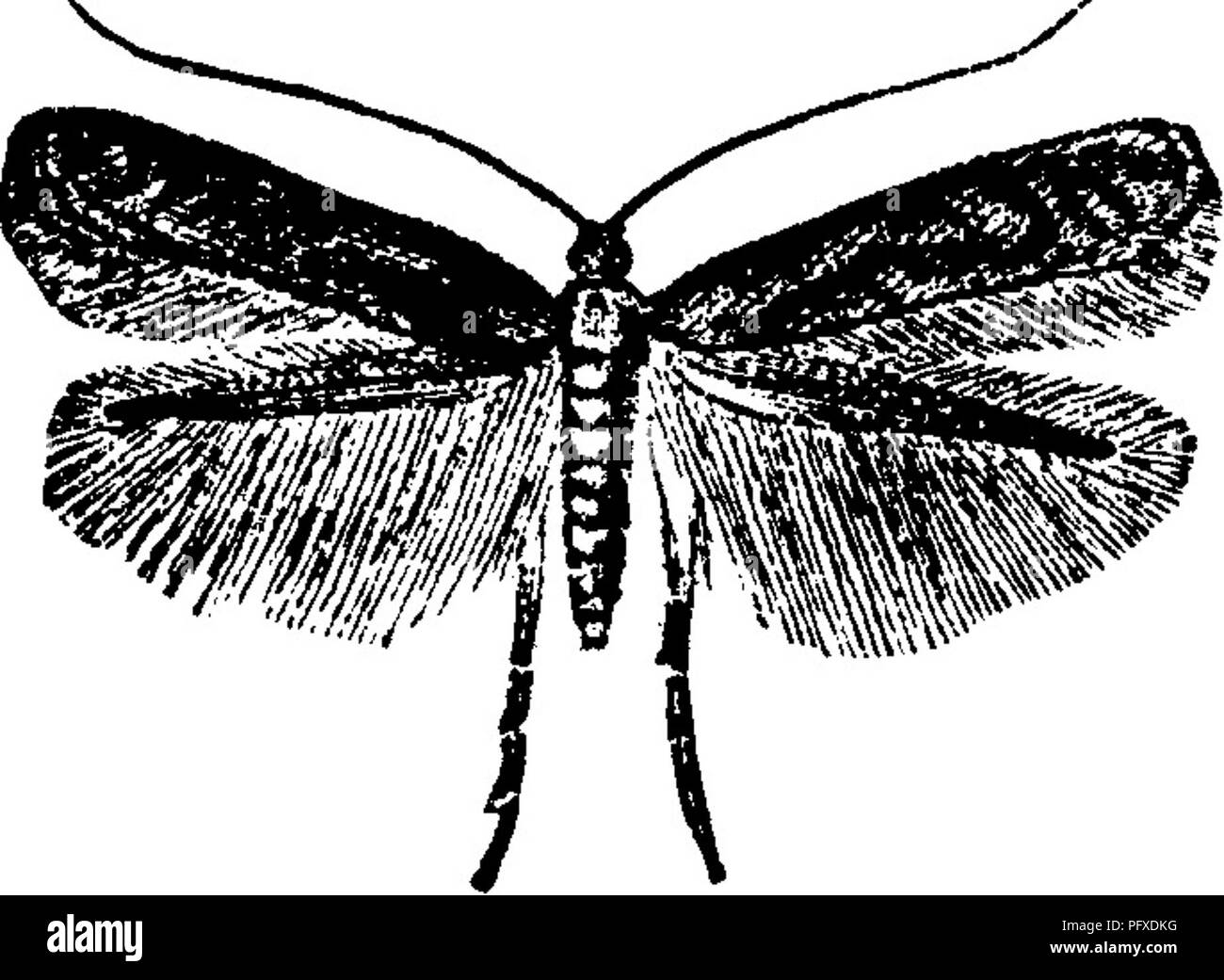 . Insects injurious to fruits. Illustrated with four hundred and forty wood-cuts. Insect pests. 150 INSECTS INJURIOUS TO THE PEAR. usually draws two leaves together and fastens them with silken fibres, or else folds one up and eats the surface, making unsightly blotches, which Fig. 156. Fig. 157. disfigure and injure the leaves. About the mid- dle of August, the larva changes to a long, slender chrysalis within this mine (Fig. 157, also magnified). The moths appear a few days after- wards. When its wings are expanded, the moth (Fig. 158, en- larged) measures about one-third of an inch across.  Stock Photo