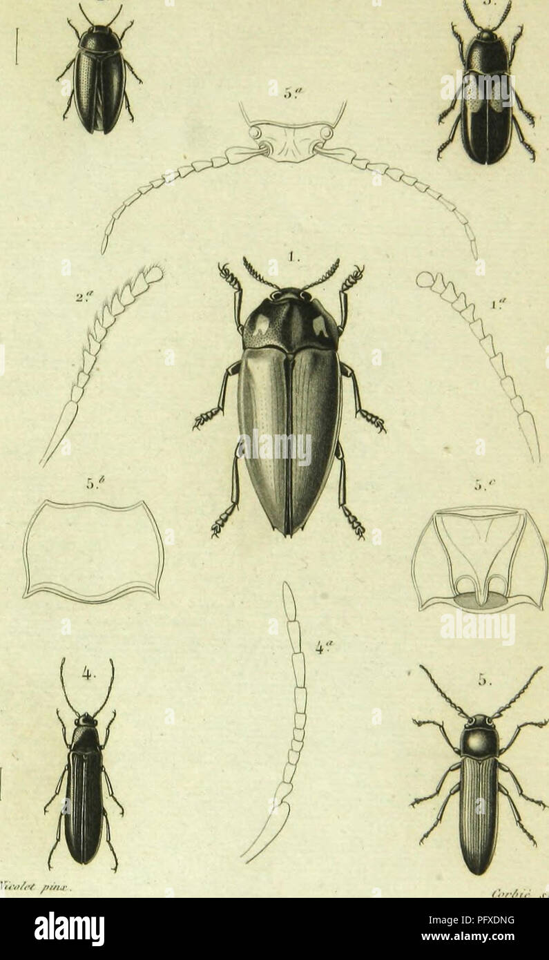 . Histoire naturelle des insectes : genera des coleopteres, ou expose methodique et critique de tous les genres proposes jusqu'ici dans cet ordre d'insects. Beetles. lti/,'-IY&gt;f,''nr.. M,;,/,-t ,,  ( .lloilcniJI K.rl.v. /////-,â¢ 3. [.isSOllIllS ,.,|,â,,lr,, /â¢â/- 2. Sponsor |ââ.j.â;,, ââ^;, 4. Kpiplianis .â¢.â.,âââ.^.,.a, .). KlICllerillS ]'iiÂ«llmm&lt;-liÃ¯. /i,Â»v'A .,../,.,/,//,â ,i. /i,/.-.. Please note that these images are extracted from scanned page images that may have been digitally enhanced for readability - coloration and appearance of these illustrations may not perfectly re Stock Photo