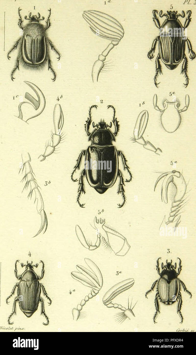 . Histoire naturelle des insectes : genera des coleopteres, ou expose methodique et critique de tous les genres proposes jusqu'ici dans cet ordre d'insects. Beetles. ùl/lÙlp/è/l /v, 3:i. I Sobai-lS |&gt;,il|)alis. {M.T/r/ 2 l'r()|)i)lll,iri'li.S biiimiroiialua y /W/m .) TolailO'l.S irni-îi 5 Pijaraorius rns.i™lata./»^„ 4 l'Iia-nniuoi-iN ll,-si-liii ,*!;.. Please note that these images are extracted from scanned page images that may have been digitally enhanced for readability - coloration and appearance of these illustrations may not perfectly resemble the original work.. Lacordaire, Theodore, Stock Photo