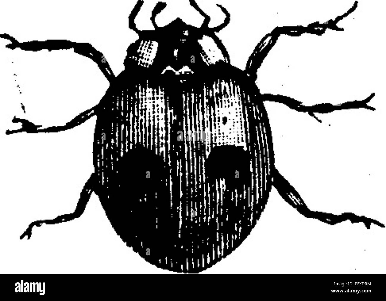. Insects injurious to fruits. Illustrated with four hundred and forty wood-cuts. Insect pests. Lady-bird, Coccinella novemnotata Herbst, one of our com- monest species, which is found almost everywhere; it is of a brick-red color, and is ornamented with nine black spots. The Two-spotted Lady-bird, Adalia bipunctata (Linn.) (Fig. 124), is also extremely common. This is very similar in color to the nine-spotted species, but in this one there is only a single spot on each wing-case. In the figure the insect is shown magnified. Fig. 125 represents the Plain Lady-bird, Oydoneda san- guinea (Linn.) Stock Photo