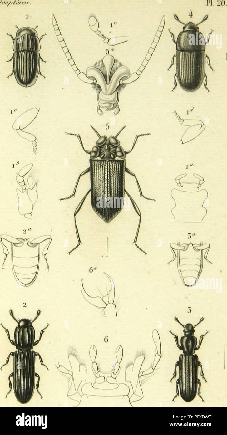 . Histoire naturelle des insectes : genera des coleopteres, ou expose methodique et critique de tous les genres proposes jusqu'ici dans cet ordre d'insects. Beetles. fa/iiyiAv. r (ossvplioilcs w..ii,i,i,nii *^Â». 5 Dcnilaphriis |.kvuÂ«. &lt;;Â«. â â 2. KllIiK-llllS r.oInlM.. r^'^nw ,, 4 l'IllIotonllUS Mni.Uml.uiii. ;&gt; .Sll'Iliniodoj'U.S .â .in.fulu.b. .j&gt;/W/./. Please note that these images are extracted from scanned page images that may have been digitally enhanced for readability - coloration and appearance of these illustrations may not perfectly resemble the original work.. Lacordair Stock Photo