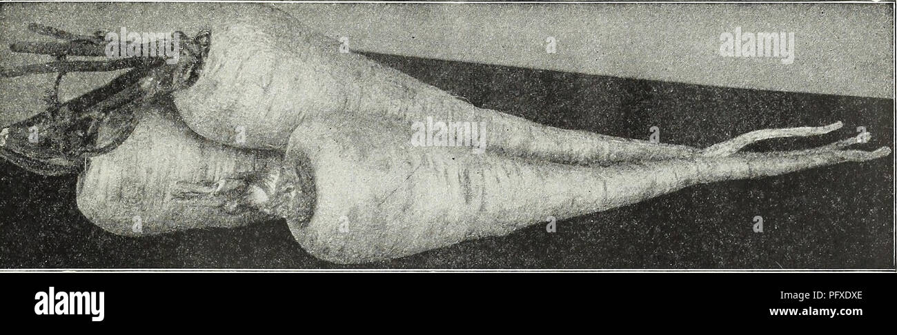 . Currie's garden annual : spring 1936 61st year. Flowers Seeds Catalogs; Bulbs (Plants) Seeds Catalogs; Vegetables Seeds Catalogs; Nurseries (Horticulture) Catalogs; Plants, Ornamental Catalogs; Gardening Equipment and supplies Catalogs. CURRIE BROTHERS CO., MILWAUKEE, WIS. Page 81. Guernsey Parsnip PARSNIP 1 oz. to 150 feet of drill; 4 lbs. per acre. Sow the seed after the ground is warm in well enriched soil that has previously been thoroughly pulverized, placing the seed about Yz inch deep in rows 15 to 18 inches apart. Thin out to 4 to 6 inches apart in the rows. The roots are improved by Stock Photo