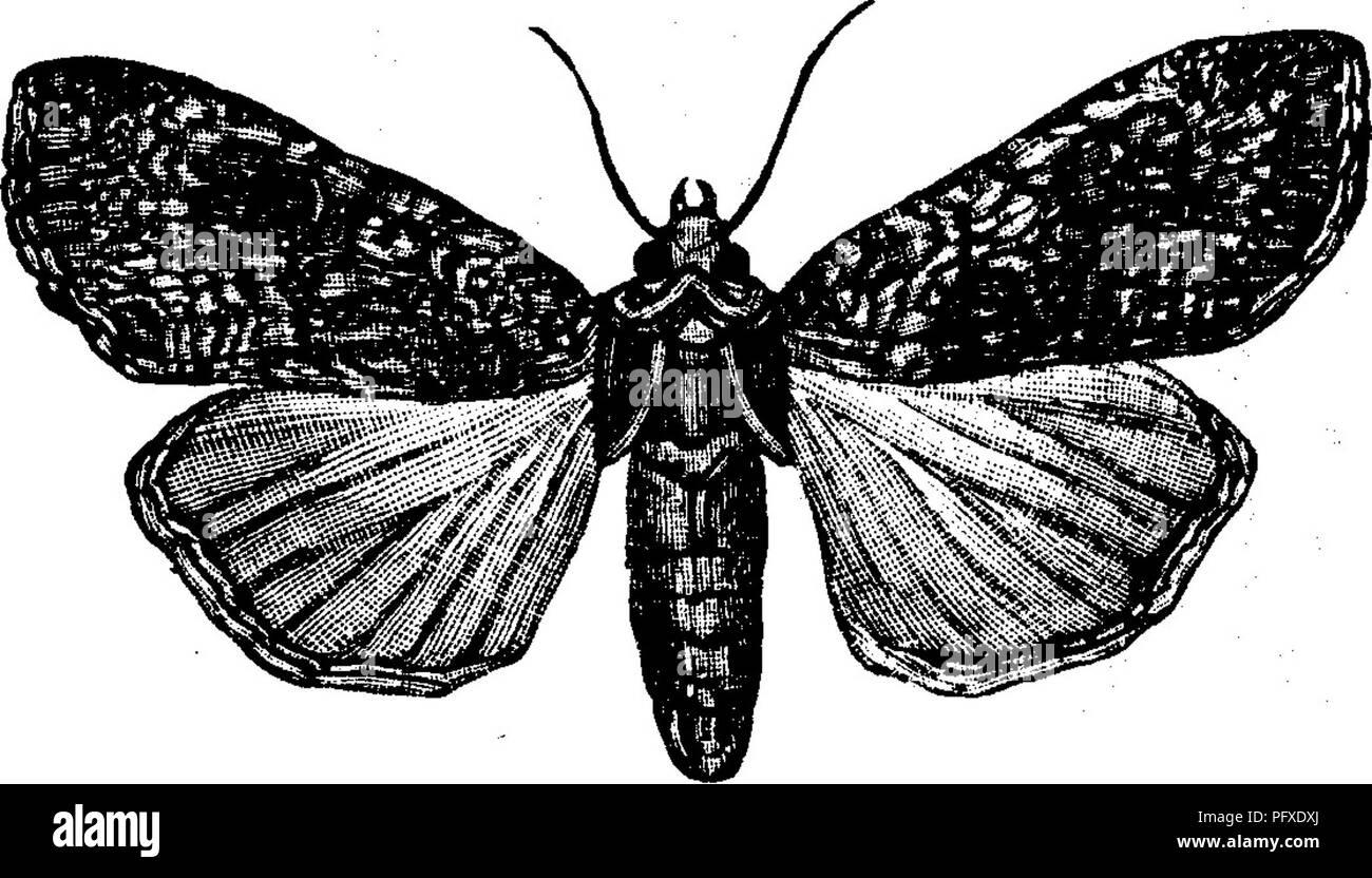 . Insects injurious to fruits. Illustrated with four hundred and forty wood-cuts. Insect pests. to a chrysalis of a deep mahogany-brown color, pointed at the extremity. Within a few days the moth (Fig. 103) appears, which measures, when its wings are expanded, about an inch and three-quarters across. The fore wings are of a grayish- ^^'^' l^^- brown color, marked with brownish black; the hind wings are white and pearly, shaded towards the margin with pale brown. The Dark-sided Cut- worm, Agrotis Cochranii Ri- ley, is another of the climbing species. The caterpillar (a. Fig. 104) is a little ov Stock Photo
