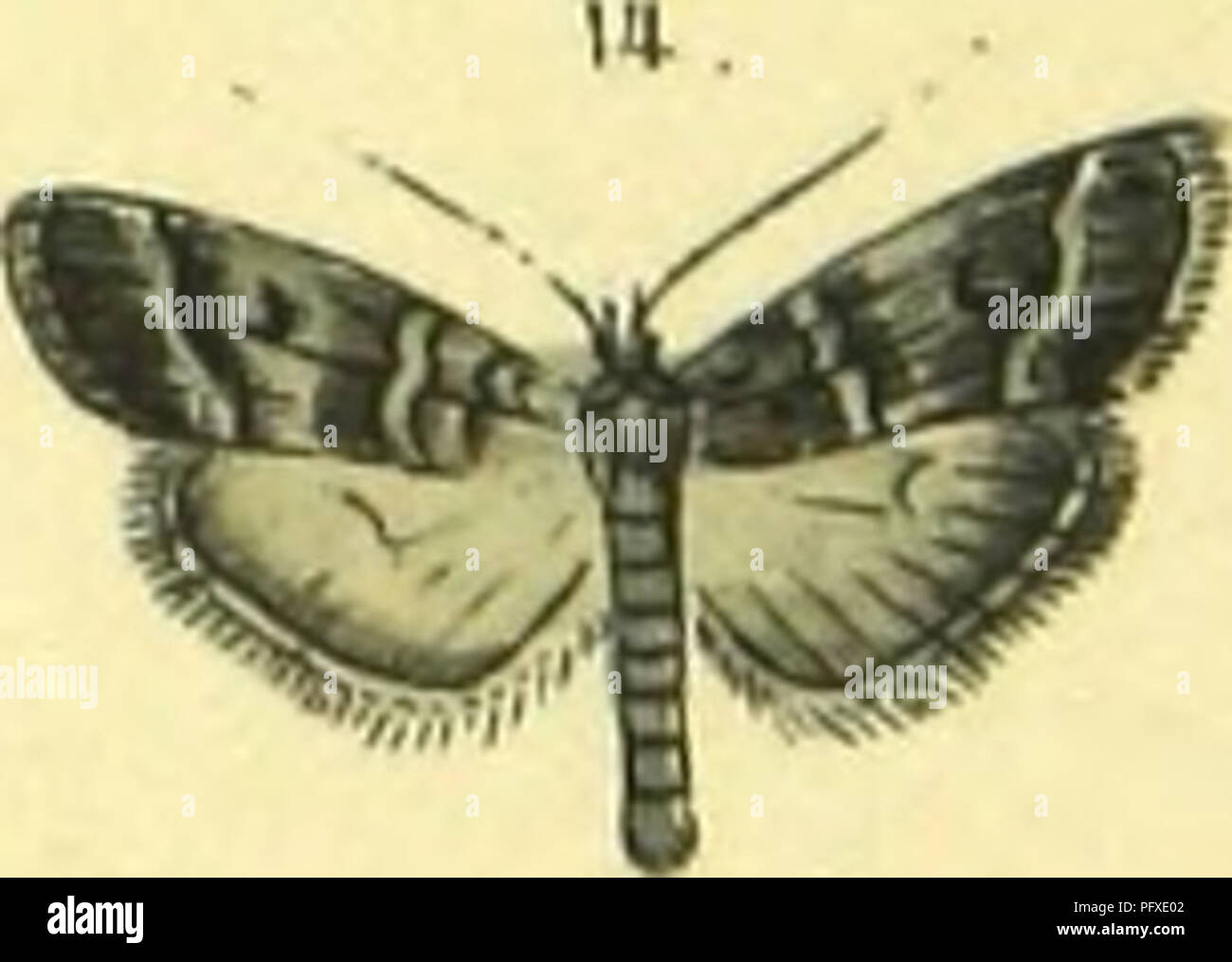 . Abbildung und Beschreibung europa?ischer Schmetterlinge in systematischer Reihenfolge. Lepidoptera. . Please note that these images are extracted from scanned page images that may have been digitally enhanced for readability - coloration and appearance of these illustrations may not perfectly resemble the original work.. Praun, Sigmund von. Nu?rnberg, Bauer & Raspe Stock Photo