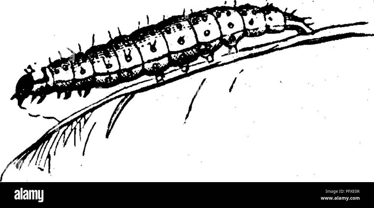 . Insects injurious to fruits. Illustrated with four hundred and forty wood-cuts. Insect pests. ATTACKING THE LEAVES. 91 Fig. 89.. shown somewhat magnified; also the chrysalis, which is about the natural size. Besides consuming the leaves, this leaf- roller is very fond of gnawing the skin of the young fruit, and such abraded spots soon become brown and rusty, and sometimes crack. When mature, the larva lines the inner surface of its dwelling-place with a web of silk, and then changes to a chrysalis of a dark-brown color. (See Fig. 89.) Towards the end of June, or early in July, with the help  Stock Photo