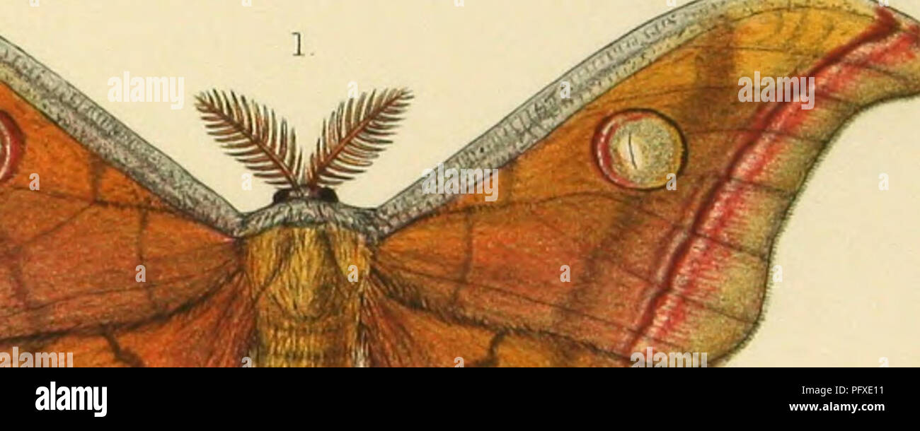 . The silkworm moths of India; or, Indian Saturnidae, a family of Bombycia moths, with antennae of males distichously pectinate and body wooly. Six plates, containing 25 figures, coloured after nature hitherto unpublished, but prepared for a contemplated work on the silkworm moths of India. Saturniidae; Lepidoptera; Lepidoptera. . Please note that these images are extracted from scanned page images that may have been digitally enhanced for readability - coloration and appearance of these illustrations may not perfectly resemble the original work.. Moore, F. C. [n. p. ] Stock Photo