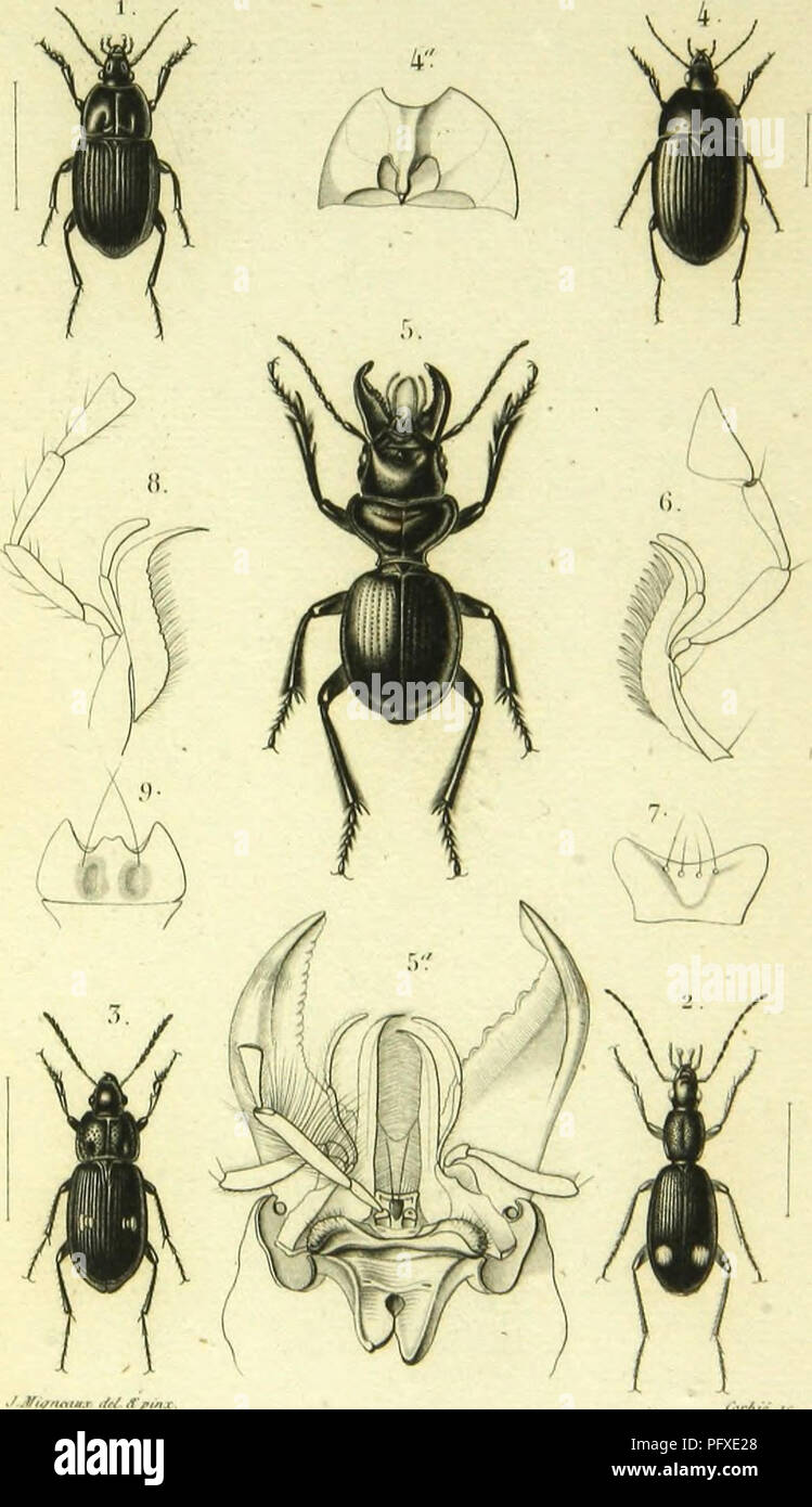 . Histoire naturelle des insectes : genera des coleopteres, ou expose methodique et critique de tous les genres proposes jusqu'ici dans cet ordre d'insects. Beetles. 1. DiTcyliis Â«ii.i.n.ii.. '/.â/;â ,/,'. r&gt;. Hliizolrjulicli 5. Diorll-S l.i-lim.iinÃ¹. .Vfiirir. t,'rHr .... Please note that these images are extracted from scanned page images that may have been digitally enhanced for readability - coloration and appearance of these illustrations may not perfectly resemble the original work.. Lacordaire, Theodore, 1801-1870; Chapuis, F. (FeÌlicien), 1824-1879. Paris : Librairie Encyclopediaq Stock Photo